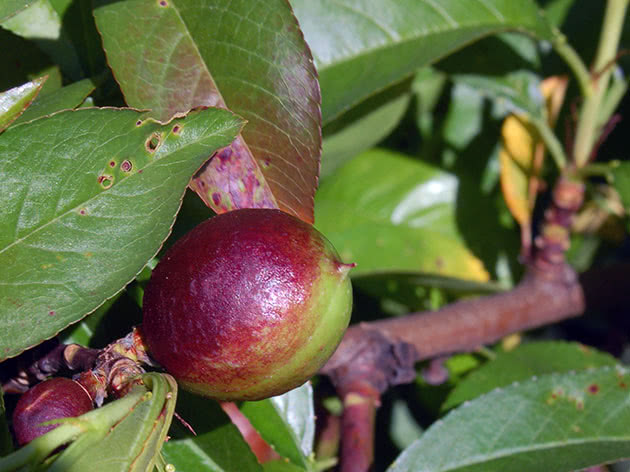 Нектарин або персик голоплодний