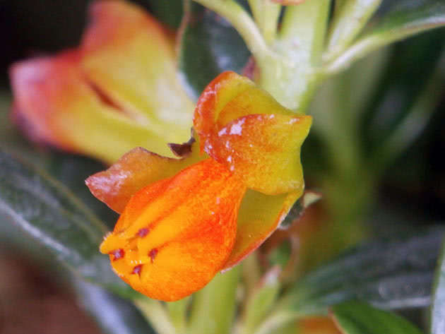 Цвітіння нематантуса (гіпоцірти)