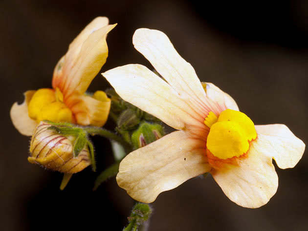 Немезия разноцветная (Nemesia versicolor)