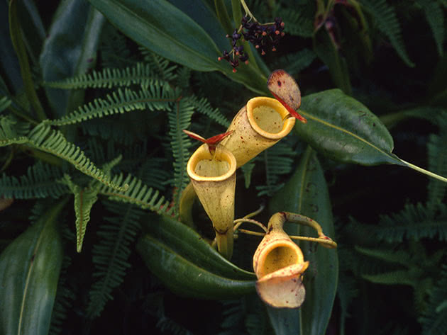 Непентес мадагаскарський (Nepenthes madagascariensis)