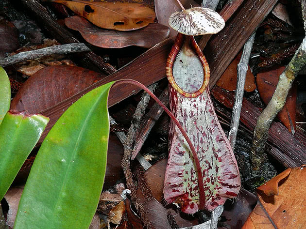 Непентес Рафлези (Nepenthes rafflesiana)