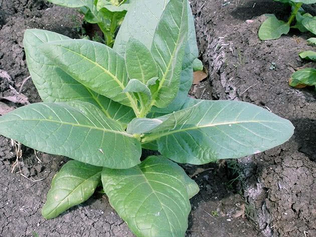 Умови вирощування курильного тютюну на городі