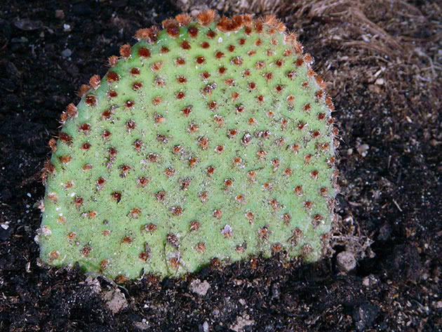 Опунция мелковолосистая (Opuntia microdasys)