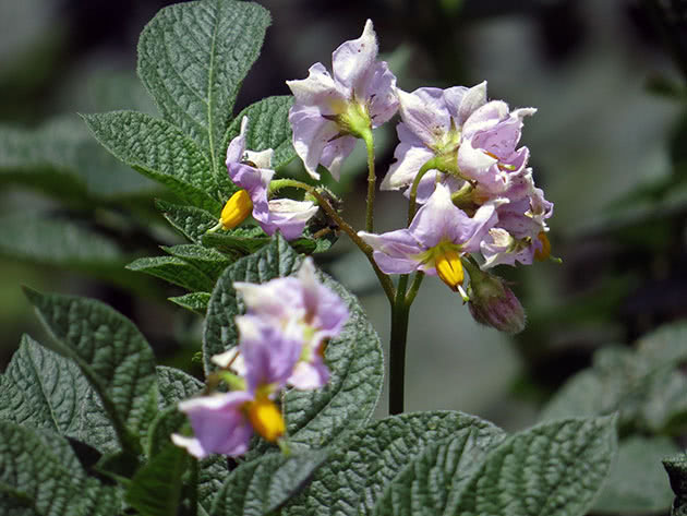 Картофель, или паслен клубненосный (лат. Solanum tuberosum)