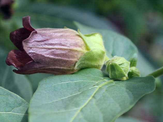 Белладонна (лат. Atropa belladonna)