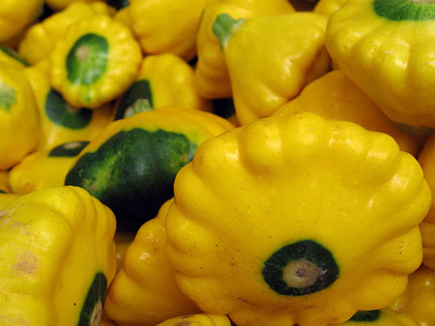How to grow squash
