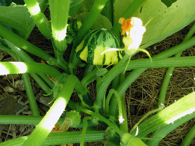 Vegetable squash – planting and care in the garden