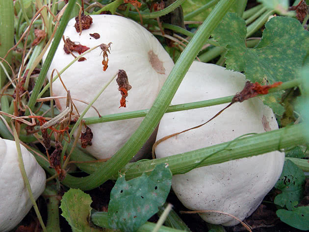 Выращивание белых патиссонов