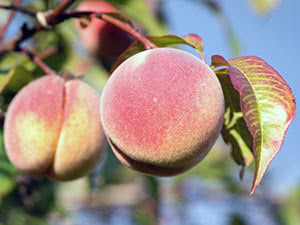 Дерево персик