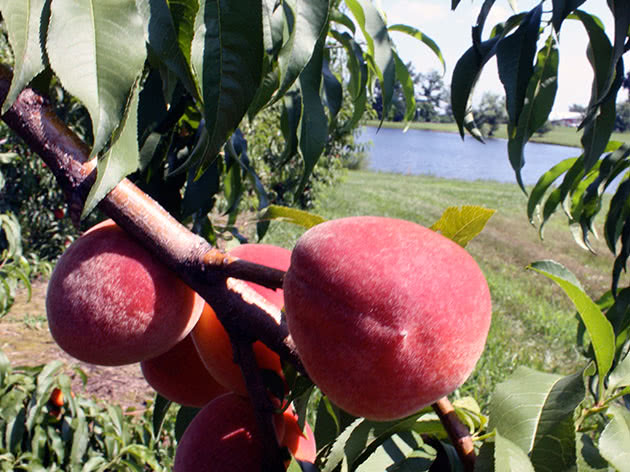 Як правильно вирощувати персики