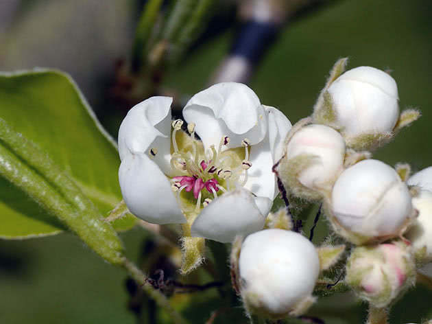 Цвітіння грушевого дерева