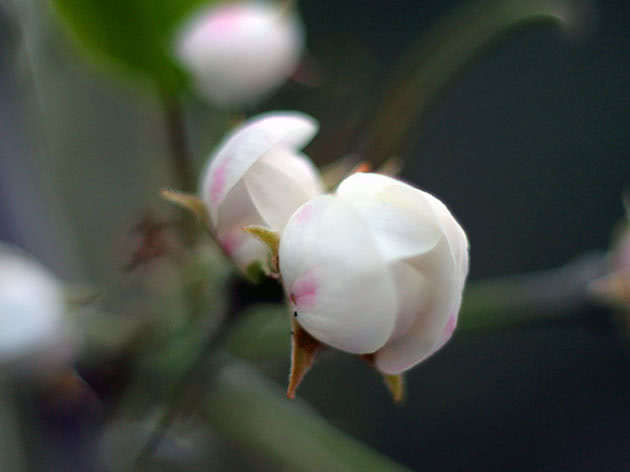Цвітіння груші в саду навесні