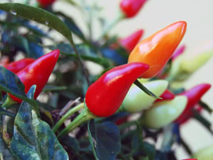 Растение перец чили (острый)