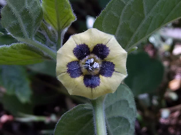 Физалис перуанский (Physalis peruviana)