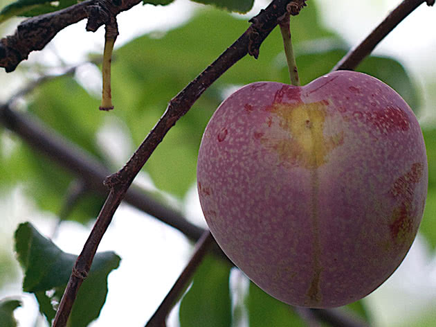 Плод сливы на дереве