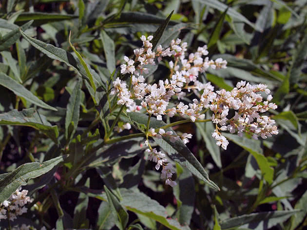 Горец альпийский, или горец горный (Polygonum alpinum)