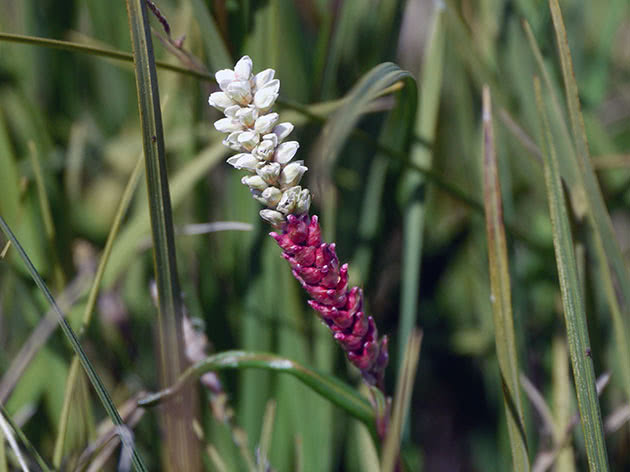 Горец живородящий (Polygonum viviparum)