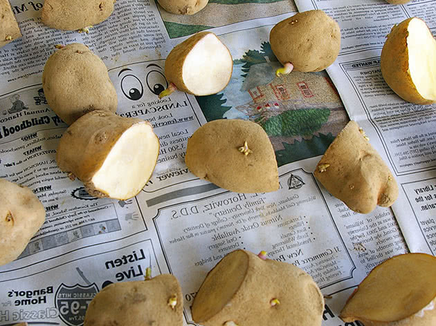 Посадка картофеля мотоблоком: как и когда сажать клубнями в лунки весной