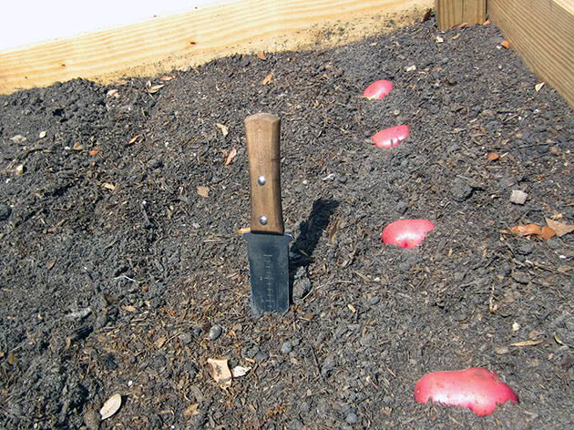 Як саджати картоплю на городі