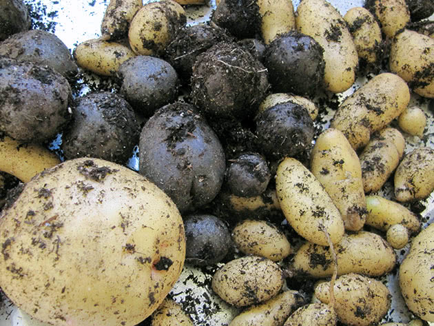 Овоч картопля після збору врожаю