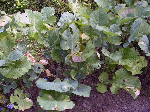 Правильне вирощування брукви у відкритому ґрунті