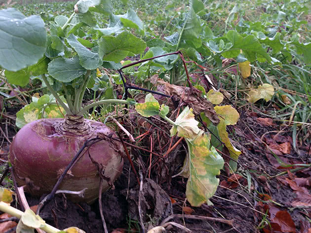 Як саджати і доглядати за бруквою