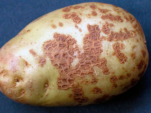 Как бороться с паршой картофеля