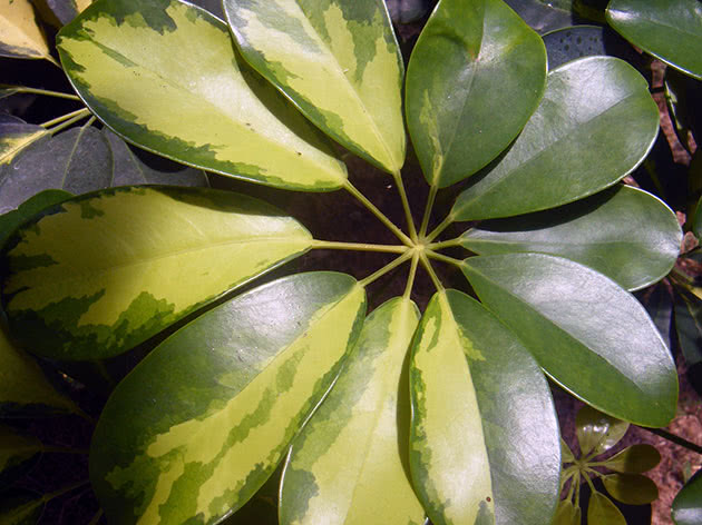 Schefflera leaves