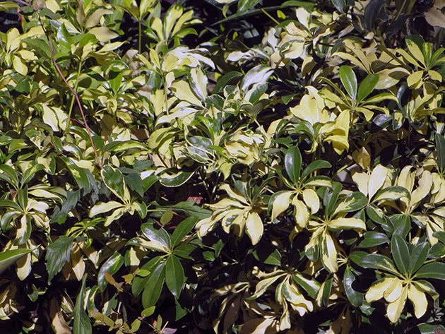 Schefflera bushes