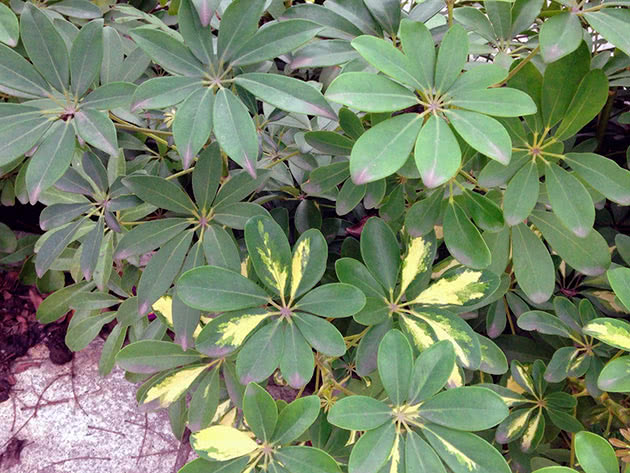 Eight-leaf schefflera (Schefflera octophylla)