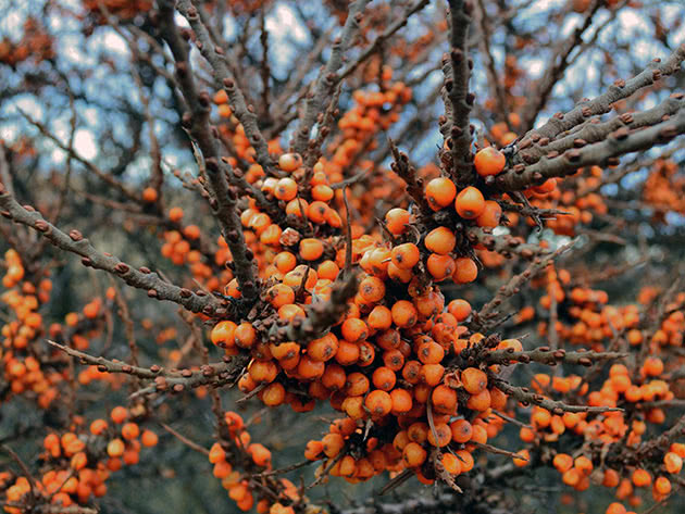 Оранжевая облепиха на ветках дерева 