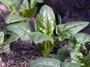 Вирощування шпинату городнього з насіння