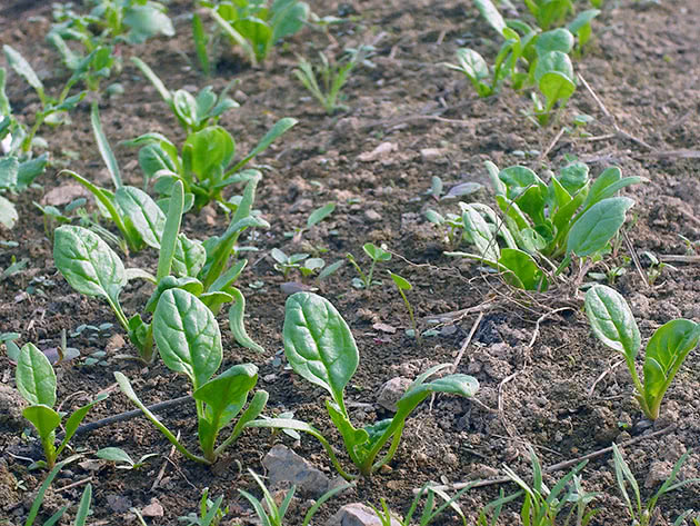 Посадка і догляд за шпинатом на городі
