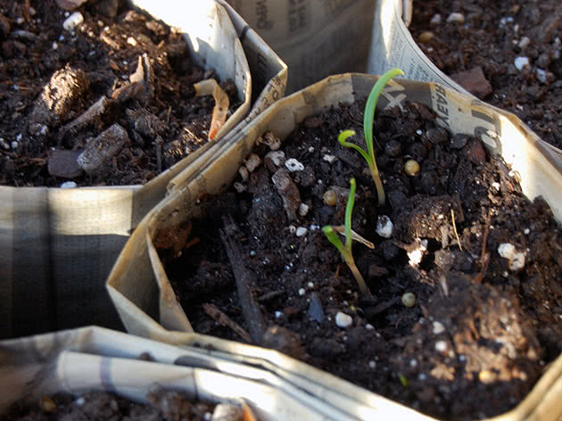Вирощування розсади шпинату на підвіконні