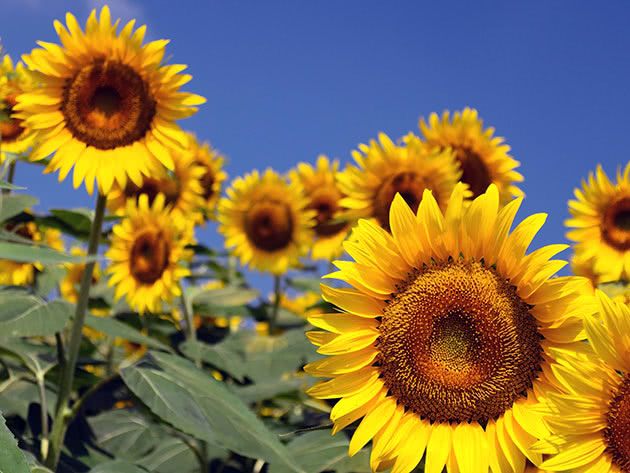 sunflower3