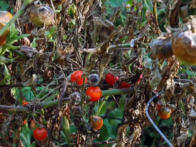 Болезни помидоров и их лечение в теплице и в открытом грунте, почемужелтеют листья