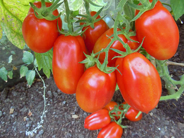 Условия для выращивания тепличных помидоров