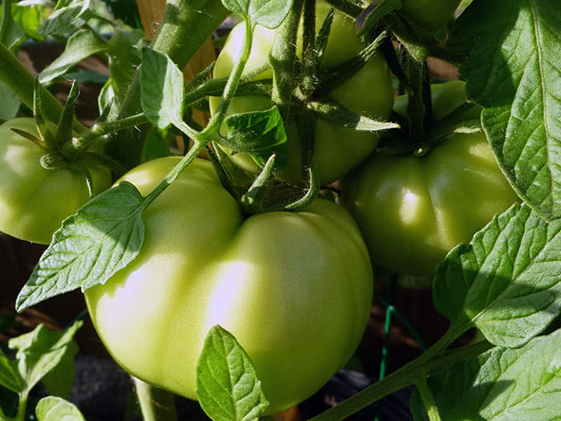 Зеленый помидор в теплице