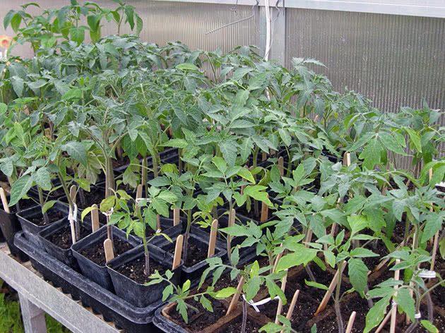 Як садити і доглядати за розсадою помідорів