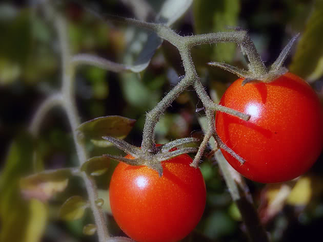 Выращивание помидоров на участке
