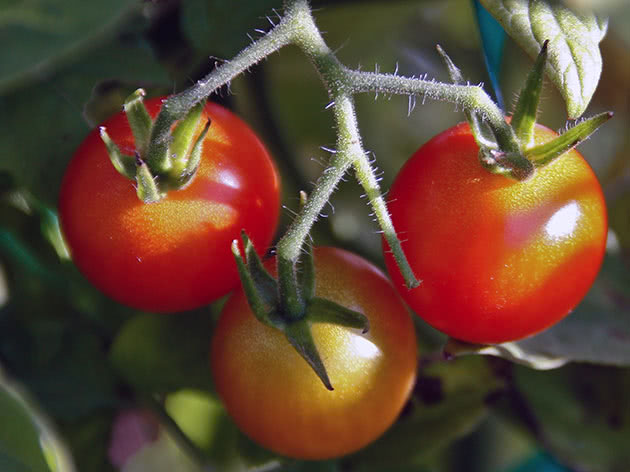 Посадка помідорів насінням і догляд за ними