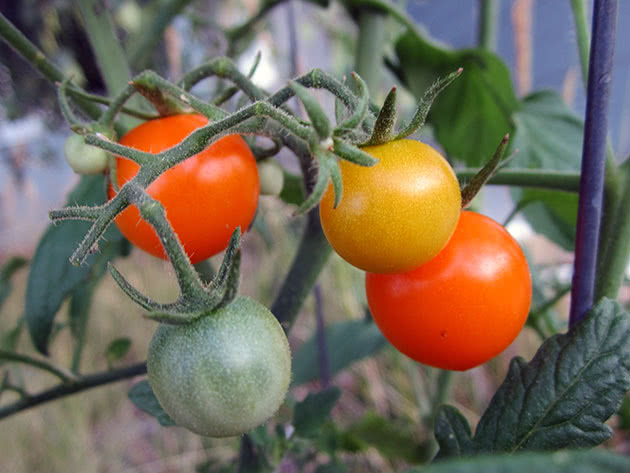 Как сажать семена помидоров на рассаду и ухаживать за ней