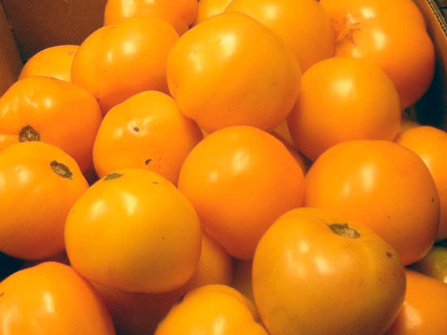 Зібрані жовті стиглі помідори