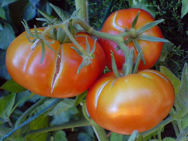 Як правильно доглядати за помідорами після посадки