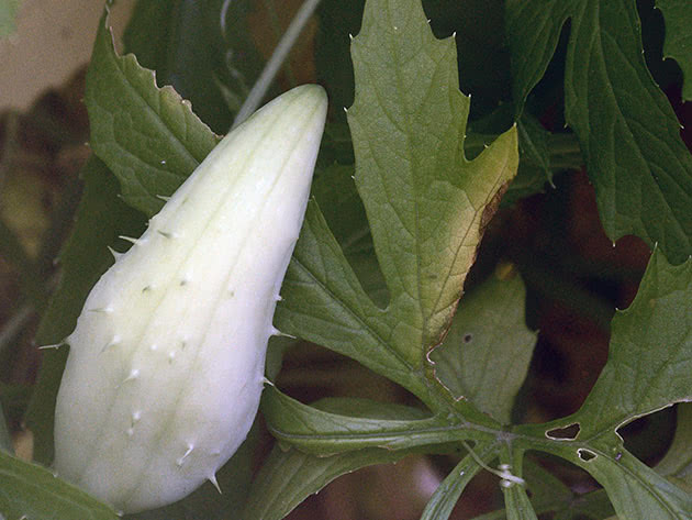 Циклантера їстівна (лат. Cyclanthera pedata)