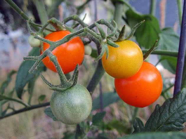 Вирощування помідорів у відкритому ґрунті