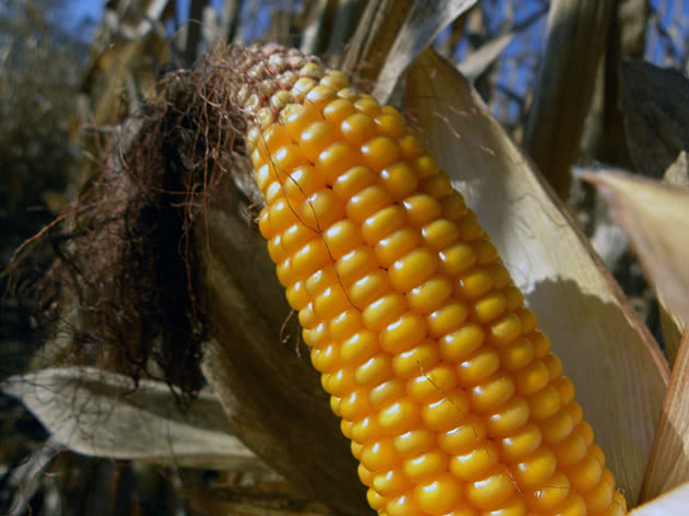 Вирощування кукурудзи у відкритому ґрунті
