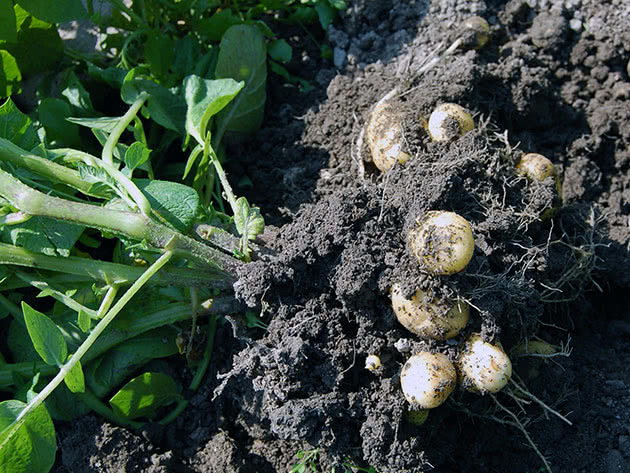 Выращивание картофеля в открытом грунте