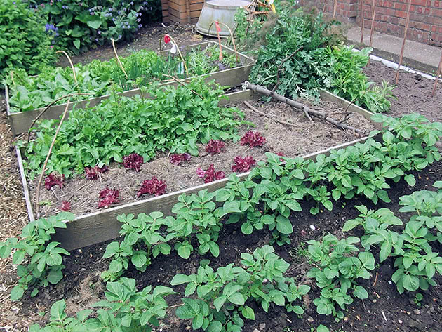 Посадка і догляд за овочами в квітні в саду