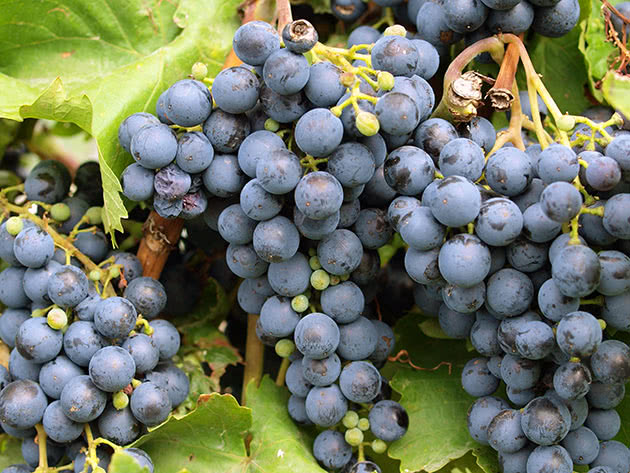 Обрезка винограда осенью для новичков, фото, посадка и уход осенью,подкормка, обработка